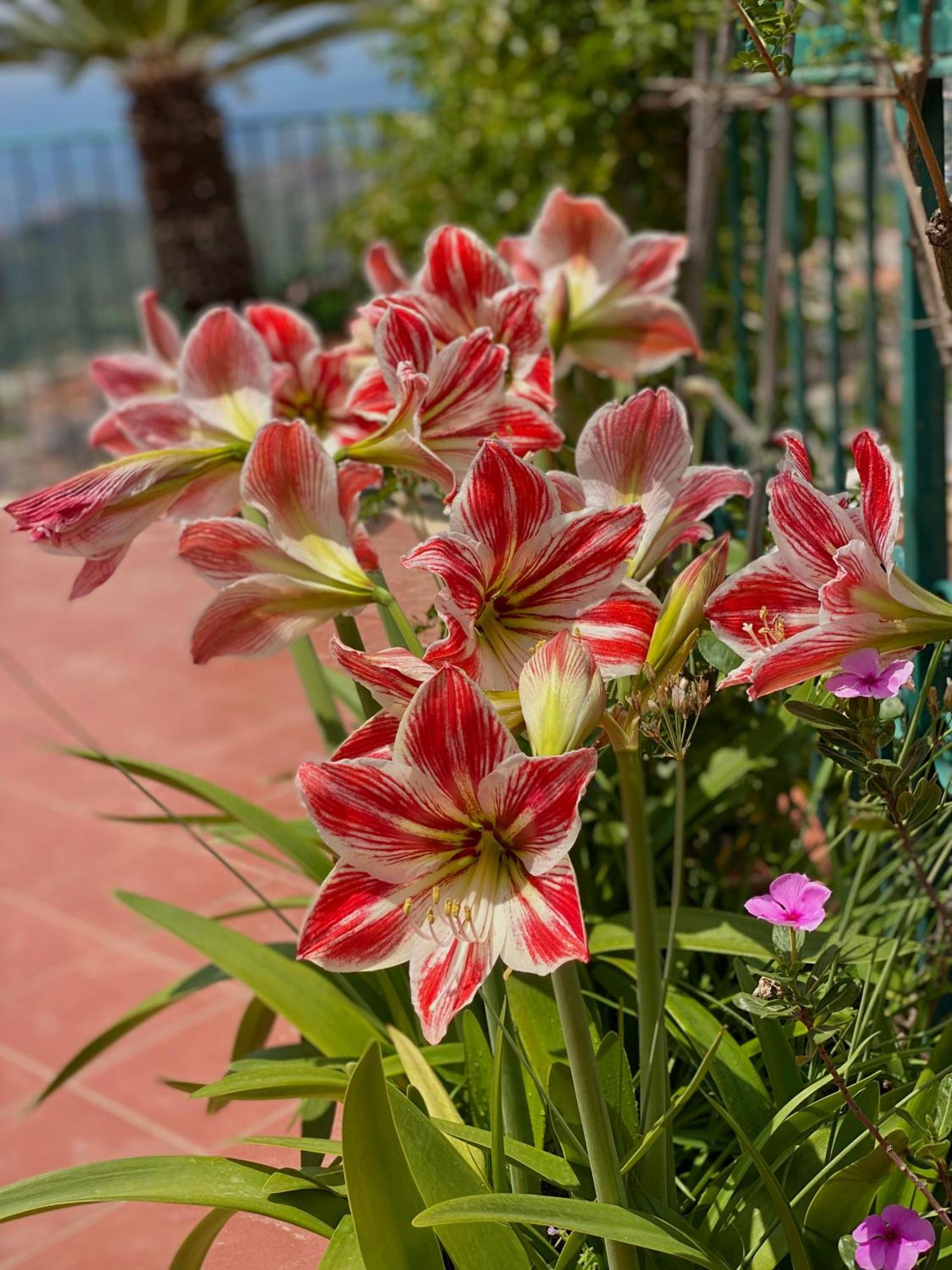 Bellavista Apartments Taormina Dış mekan fotoğraf